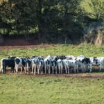 Waitrose sourcing partnership