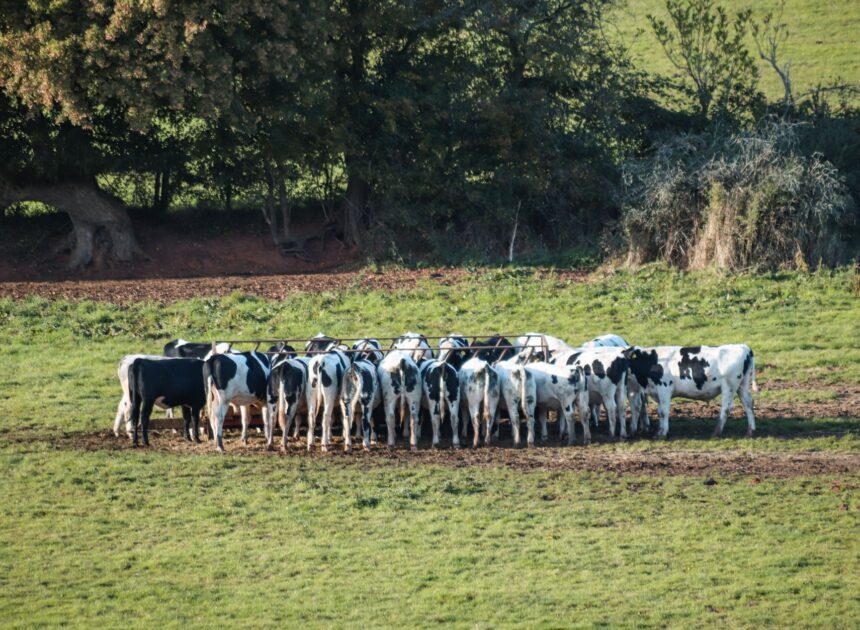 Waitrose Sourcing Partnership: Proven Benefits for Retailers