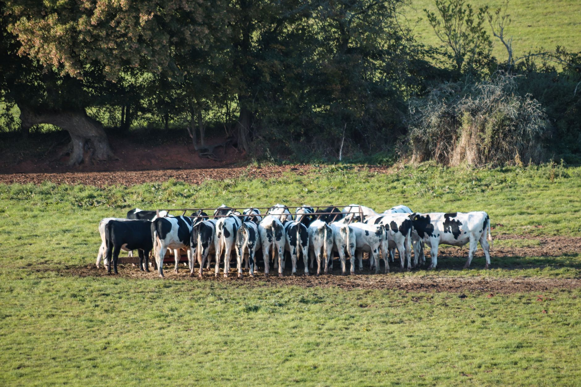 Waitrose Sourcing Partnership: Proven Benefits for Retailers